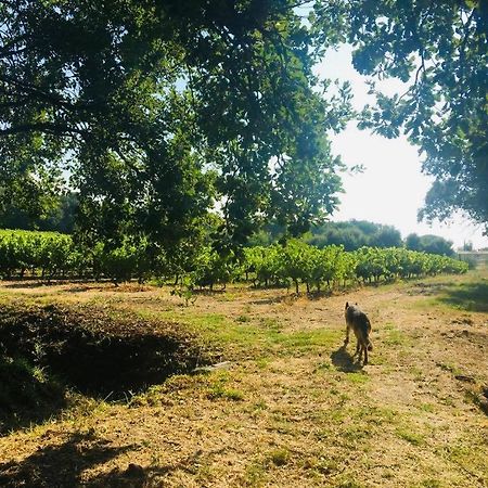 Villa Provencale Familiale Avec Piscine Grimaud Eksteriør bilde