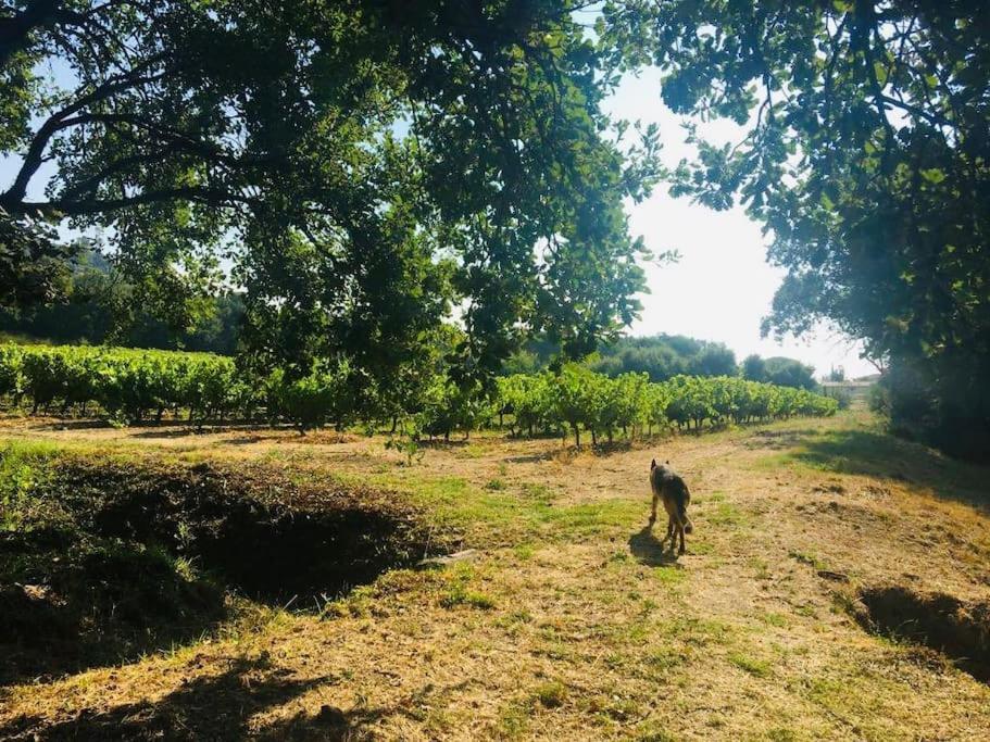 Villa Provencale Familiale Avec Piscine Grimaud Eksteriør bilde